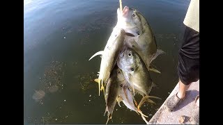 Jack Crevalle Fishing With Lures Catching Jacks Near Flats Bridges [upl. by Nathalie]