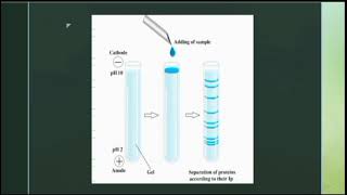 Isoelectric Focusing IEF [upl. by Daryn]