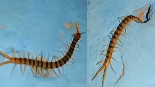 centipede walking blue wall at night  centipede walk my house wall at night Barshaanimallover [upl. by Neelac]