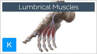 Lumbrical Muscles of the Foot  Human Anatomy  Kenhub [upl. by Dacey]