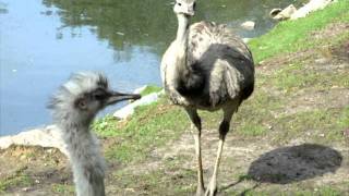 ZOO PARC DE BEAUVAL 8 Nandou Rhea [upl. by Stoneman]