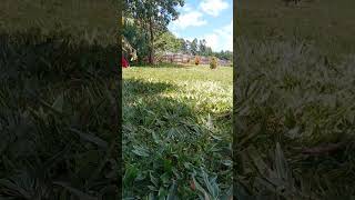 Unbelievably mix of Pemba amp Arabic Grass [upl. by Selrahcnhoj]