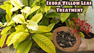 ixora plant yellow leaf treatment  Yellow leaf problems in ixora [upl. by Christoph641]