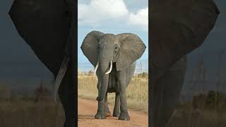 🐈‍⬛ this also 🤯🐘African Elephant Loxodonta africana  Observed in Description [upl. by Mcclenaghan]