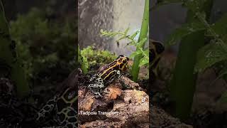 Ranitomeya imitator Yumbatos tadpole transport to water frog froggies dartfrog froglets [upl. by Lemuelah]