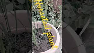 hostel plant for garden and fast hair growth [upl. by Corkhill]