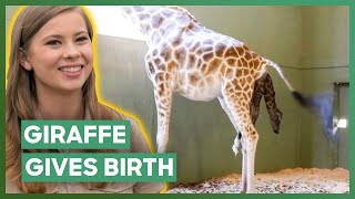 Bindi Irwin Visits Baby Giraffe Born At Australia Zoo  Crikey Its The Irwins [upl. by Doro]