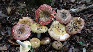 Russula olivacea [upl. by Nottnerb]