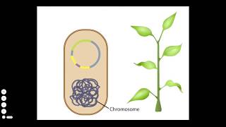 Agrobacterium A Plant Gene Transfer Vector [upl. by Annasor]