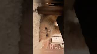 Cat🤣 cat cats funny pets [upl. by Aerona]