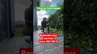 Trimming Clusia Hedges like a Pro howto clusiahedges clusiatrim beforeandafter lawncare [upl. by Airehs887]