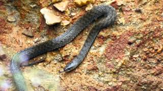 Common Keelback Mairs Keelback or Freshwater Snake Tropidonophis mairii [upl. by Norling]