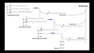 Lipase Test  Theory amp Results [upl. by Ditzel]