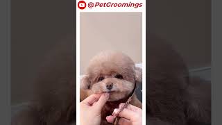 Shih Tzu Grooming HACKS You NEED to Know pets grooming dogbreed groomingtime puppy shihtzu [upl. by Rebliw]