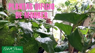 7 PLANTAS DIFÍCEIS DE MORRER [upl. by Aninad532]