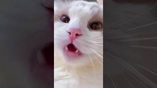 Cat Meowing 😺😺  Cat Voice  Cute Cat Voice Short Video shorts cat catlover [upl. by Zorana820]