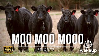 🐄 Cows Mooing Sounds 🐮  🕙 10 Hours  🎧 For Relaxation Sleep  Dog TV  Bonus Facts [upl. by Ika]