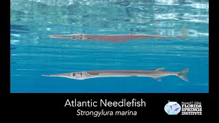 Springs Field Guide  Atlantic needlefish [upl. by Bushey]