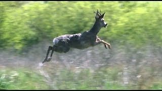 Our Most Amazing Deer Rescue Ever  Full Length [upl. by Hannala]