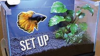 How I Set Up a Planted Betta Tank Detailed Version [upl. by Aleyak]