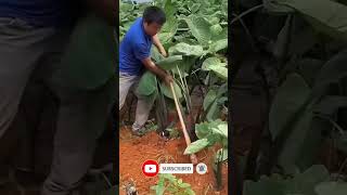 Taro Hervasting medhdshorts agriculture farmer youtbeshorts [upl. by Assiron702]