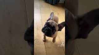 Die oortjes en oogjes Het begint allemaal zo klein en lief dog frenchbulldog frenchie bulldog [upl. by Bat138]