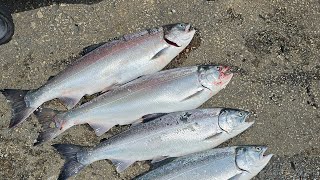 🔥 Bite is ON 🔥 Coho Salmon Lake Michigan fishing greatlakes ribolov subscribe [upl. by Lenora125]