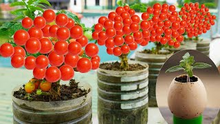 Grow TONS of Cherry Tomatoes at Home with This Simple Trick [upl. by Onfroi746]