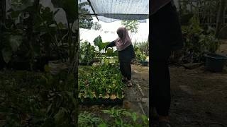 Tanaman hias philodendron burlemax hijau garden gardening tanamanhias [upl. by Yssenhguahs226]