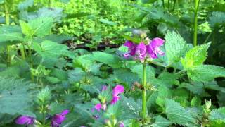 Spotted Deadnettle Lamium maculatum  20120512 [upl. by Aurelio559]