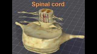 CNS Anatomy lec 1  Spinal cord part b [upl. by Sitoel]