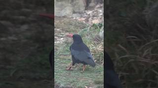 Finding Choughs at South Stack Anglesey anglesey wales birds [upl. by Binah125]