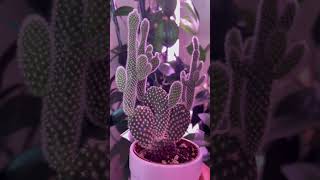 Bunny Ear Cactus AKA Opuntia Microdasys PolkaDot cactus Angels Wing shorts [upl. by Gladstone]