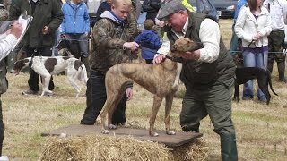 Lurcher Racing in Ireland [upl. by Eissolf890]