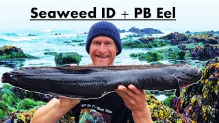 Sustainable Seaweed ID amp HUGE EEL on a Fire Maple Stove [upl. by Harhay]