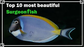 Top 10 most beautiful Surgeonfish [upl. by Zailer]