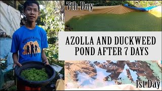 Azolla And Duckweed Pond After 7 Days [upl. by Inimod]