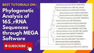 How to prepare phylogenetic tree  Phylogenetic tree analysis of DNA sequences DrZahidMumtaz [upl. by Immac]