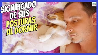 💤 SIGNIFICADO DE LAS POSTURAS DE LOS PERROS AL DORMIR 💤 PERSONALIDAD SALÚD CARÁCTER [upl. by Nodnyl]