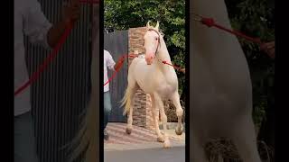 White Horse Looks Very Beautiful Horse Riding Dular Horse shorts horse horseriding [upl. by Sidnala374]