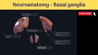 Basal Ganglia  Corpus striatum  Caudate Nucleus  Lentiform nucleus  Connections Applied Anatomy [upl. by Mount]