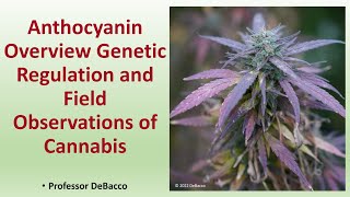 Anthocyanin Overview Genetic Regulation and Field Observations of Cannabis [upl. by Llerat744]