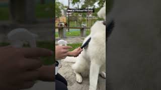 How to use HYSSES FurryCare Deodorising Spray [upl. by Yakcm101]