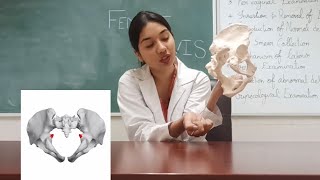 Female pelvis  Anatomy  Diameters  Landmarks  Obstetric significance [upl. by Joane]