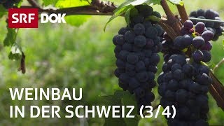 Ein Jahr in den Rebbergen – Sommer 34  Weinbau in der Schweiz  Doku  SRF Dok [upl. by Koral]