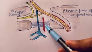 Foramen lacerum content [upl. by Chasse365]