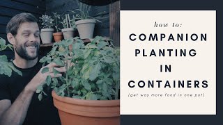 companion planting in containers an easy guide for urban gardeners [upl. by Htaeh935]