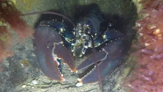 Scuba Diving North Norfolk Sheringham Sewer Pipe Evening Dive [upl. by Ilojna]