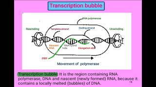 10 Cell biology  Transcription bubble شرح بالعربي [upl. by Nnylaj]