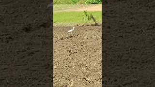 ❤Curlews [upl. by Zoa]